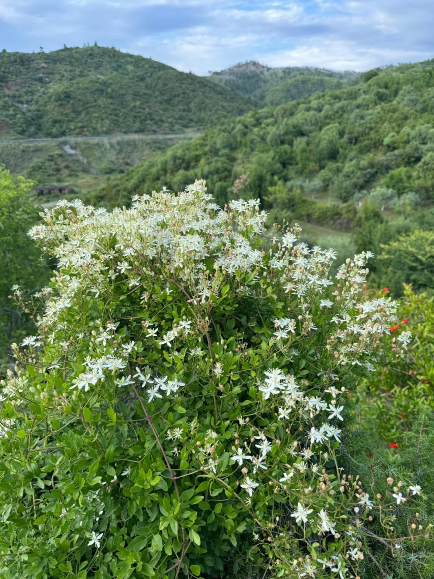 Qyteza Guest House & Camping Shkodër 외부 사진